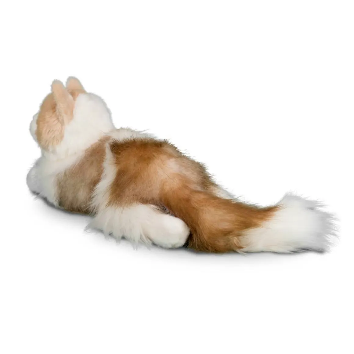 Kiki Ragdoll Cat