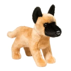 Klaus Belgian Malinois