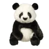 Paya Panda