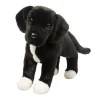 Twister Black Lab/Pit Bull Mix